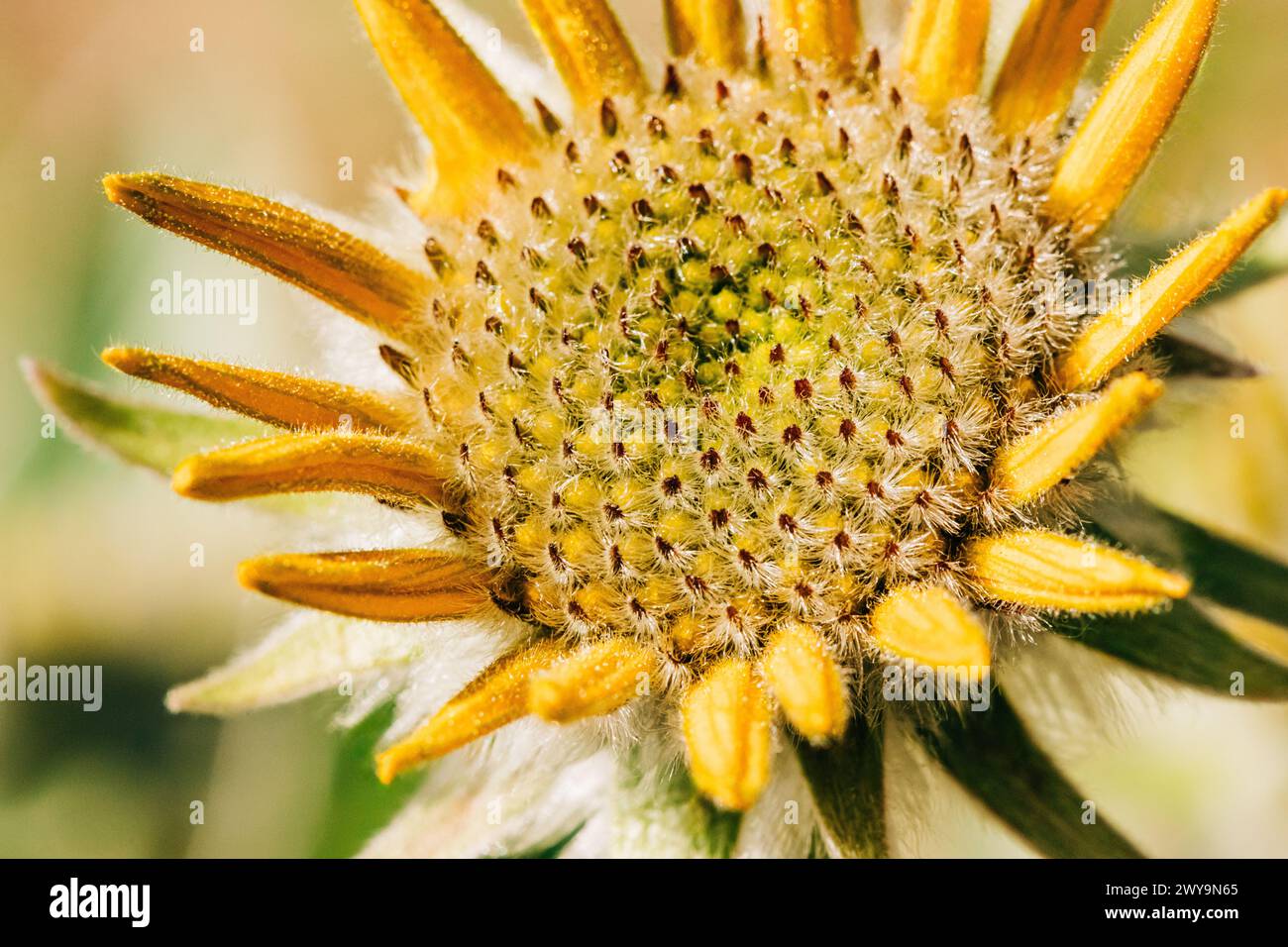 Sunny arrowleaf balsamroot bud opening in early Spring Stock Photo