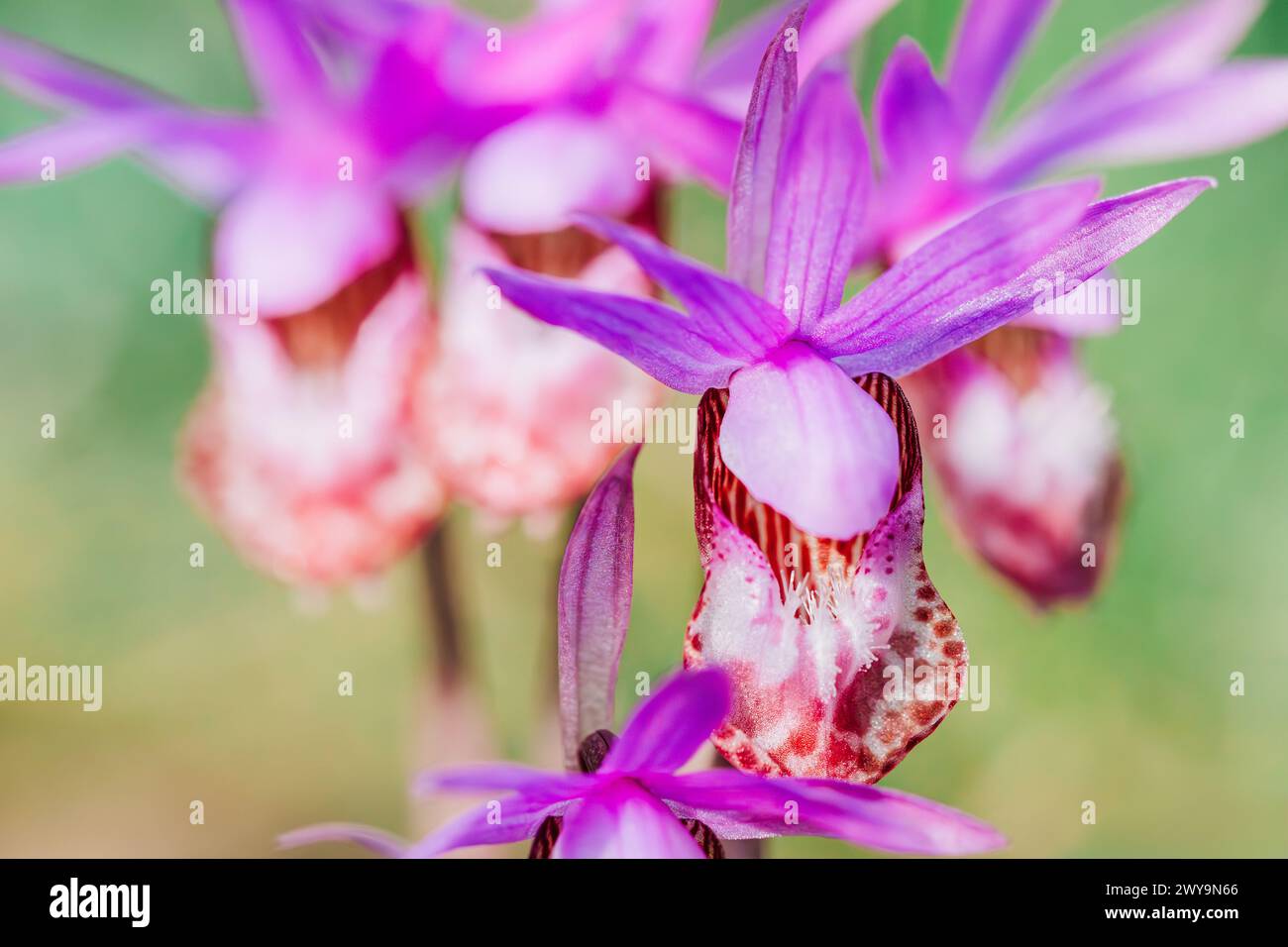 Group of several pink fairy slipper wild orchids Stock Photo