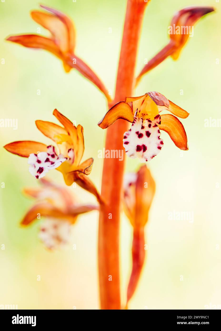 Macro shot of spotted coralroot wild orchid wildflower in Montana Stock Photo