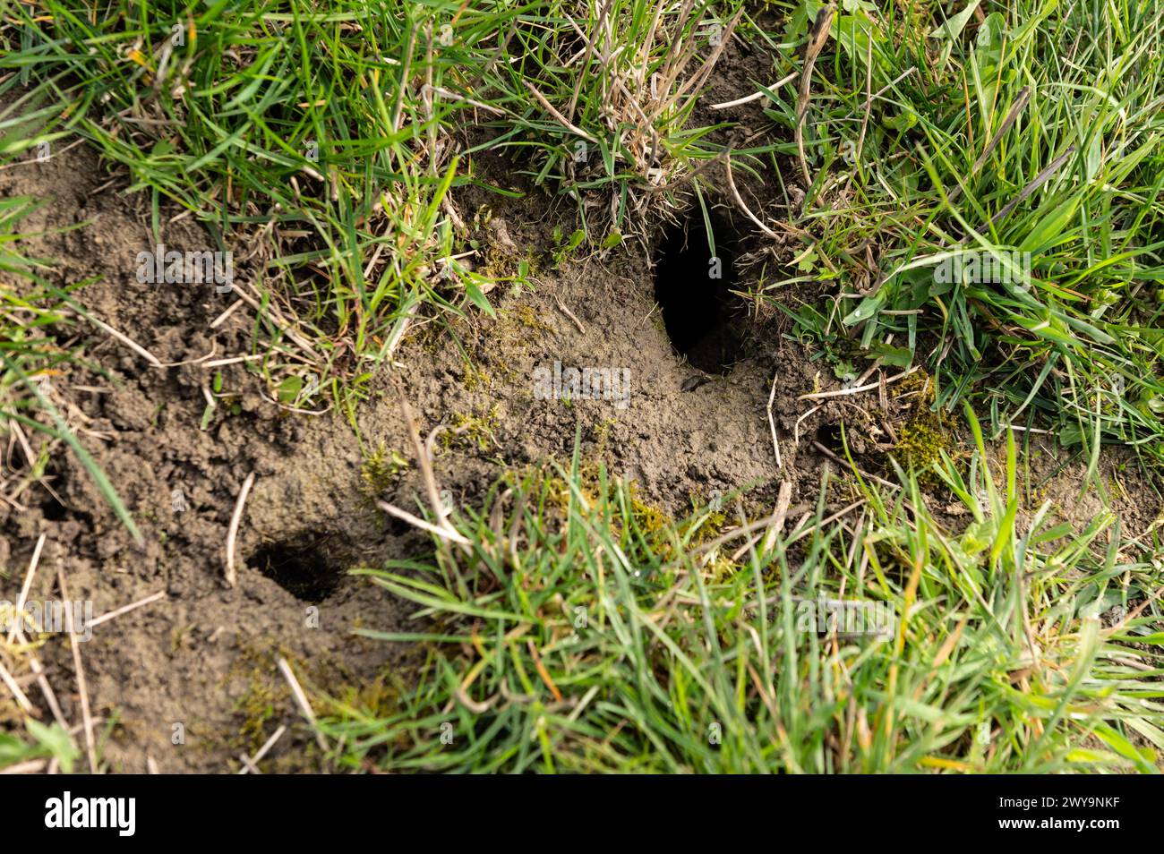 Mäuselöcher sind auf einer Wiese zu sehen. Rottweil Baden-Württemberg Deutschland *** Mouse holes can be seen in a meadow Rottweil Baden Württemberg Germany Stock Photo