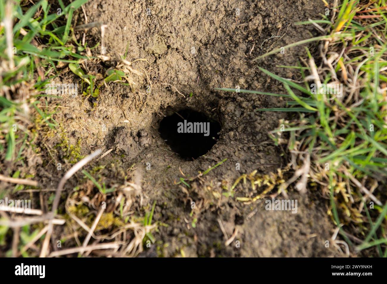 Mäuselöcher sind auf einer Wiese zu sehen. Rottweil Baden-Württemberg Deutschland *** Mouse holes can be seen in a meadow Rottweil Baden Württemberg Germany Stock Photo