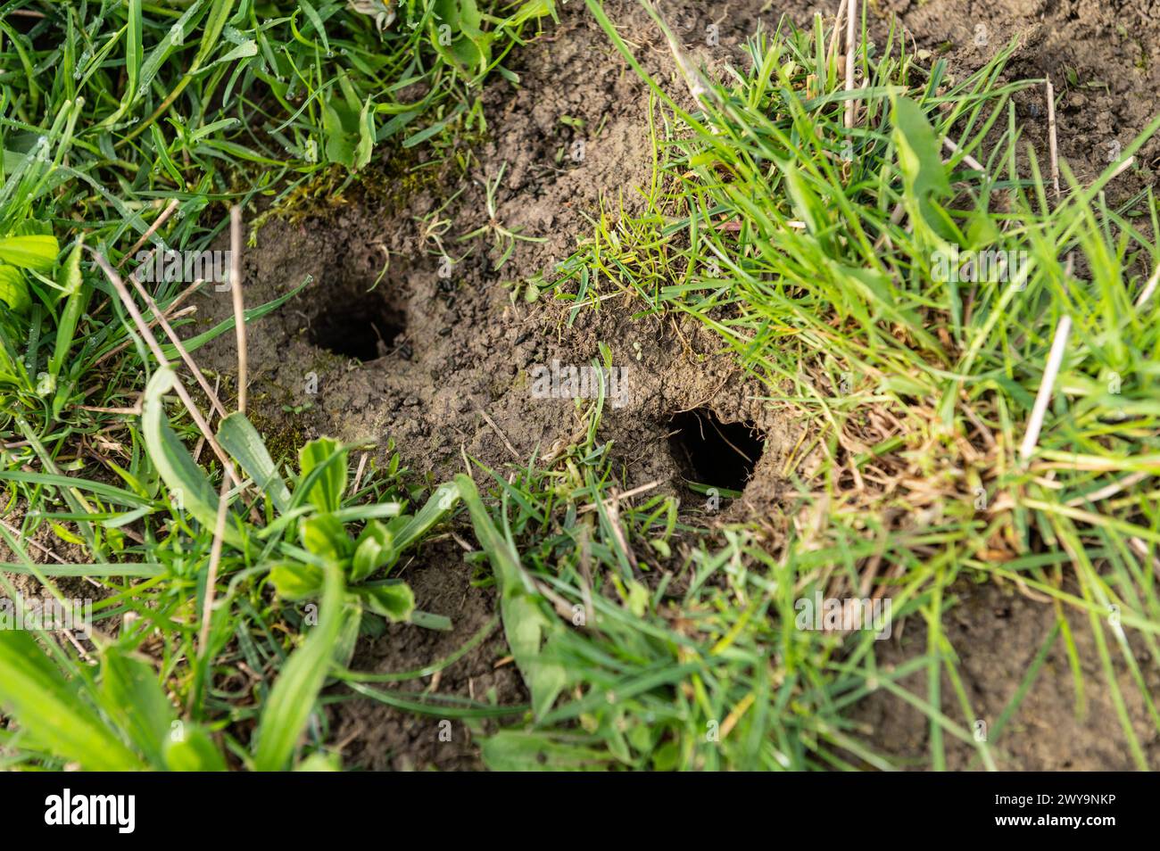 Mäuselöcher sind auf einer Wiese zu sehen. Rottweil Baden-Württemberg Deutschland *** Mouse holes can be seen in a meadow Rottweil Baden Württemberg Germany Stock Photo