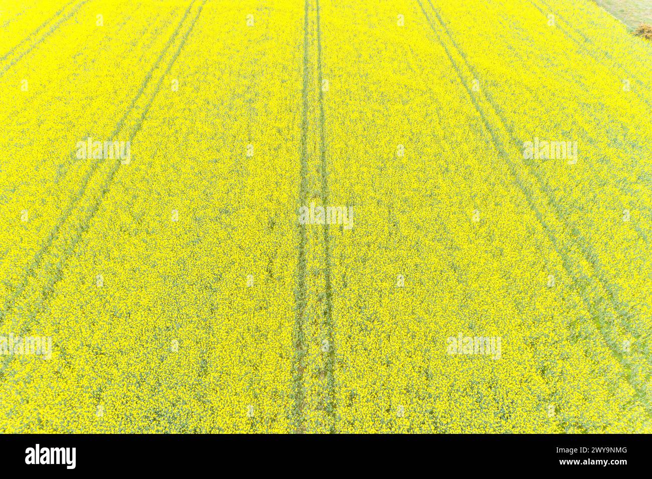Rapeseed field flowering in spring seen from a drone in top view Stock Photo