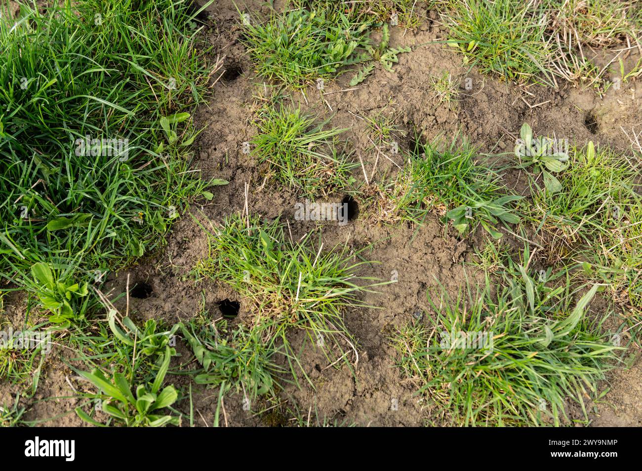 Mäuselöcher sind auf einer Wiese zu sehen. Rottweil Baden-Württemberg Deutschland *** Mouse holes can be seen in a meadow Rottweil Baden Württemberg Germany Stock Photo