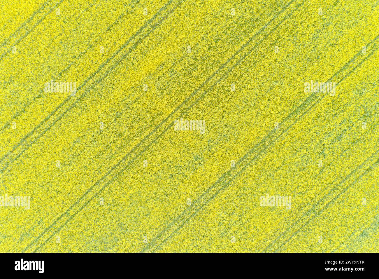 rapeseed field flowering in spring seen from a drone in top view Stock Photo