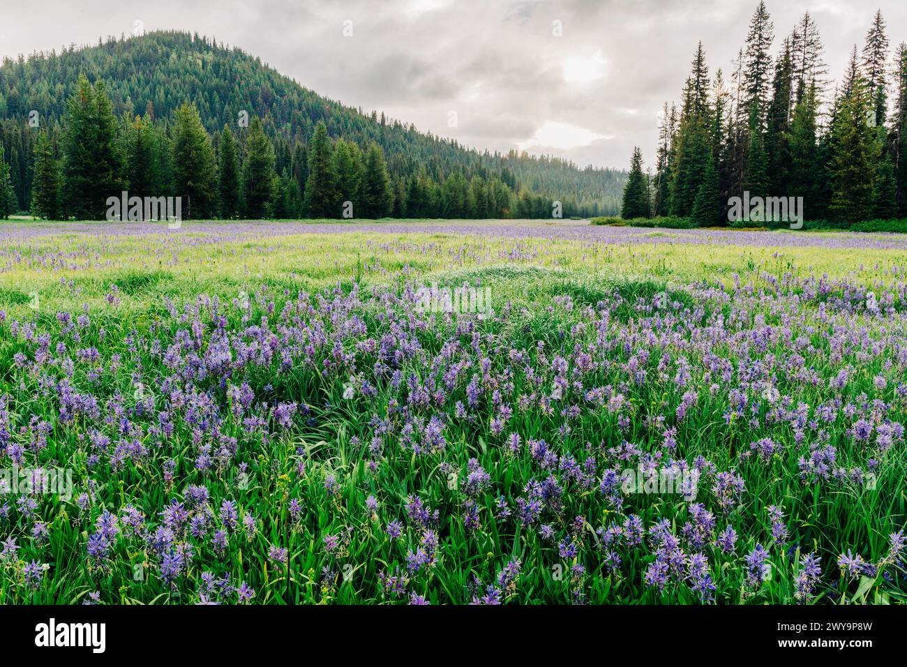 Blue camas wildflower bloom in spring at Packer Meadow Stock Photo - Alamy
