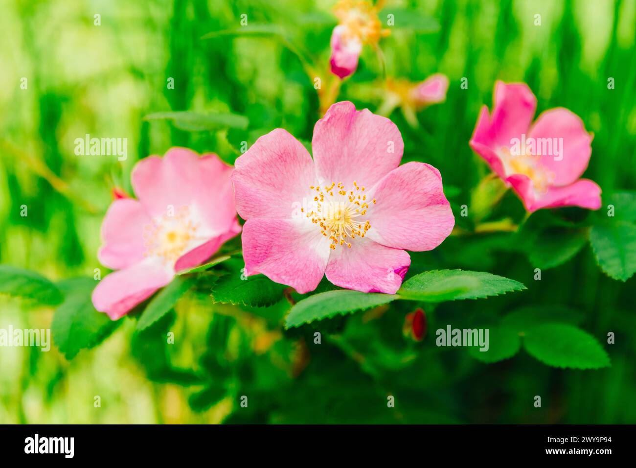 Pink wild roses with green foliage Stock Photo - Alamy