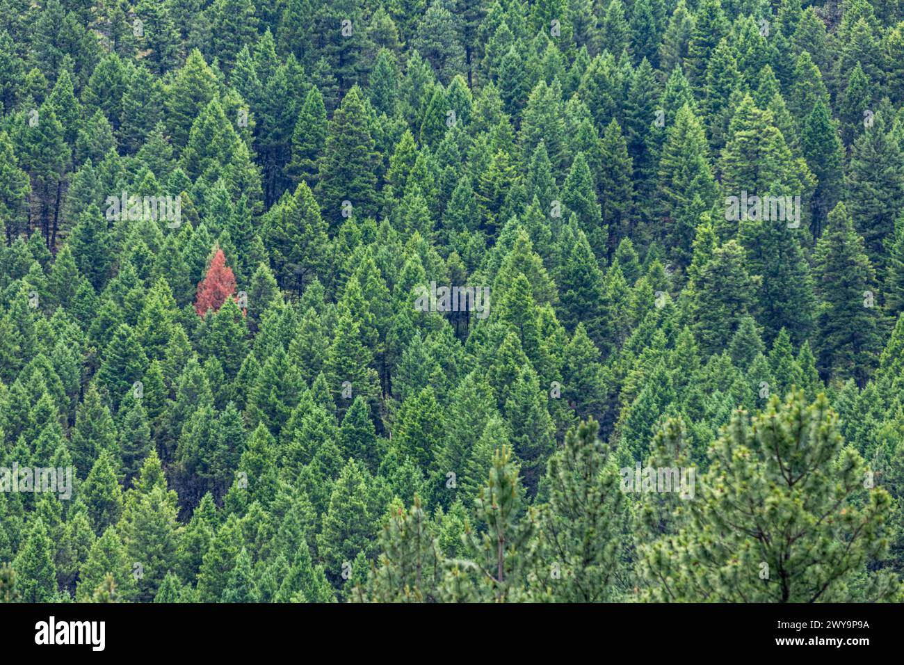 One red tree in the forest due to pine beetle damage Stock Photo