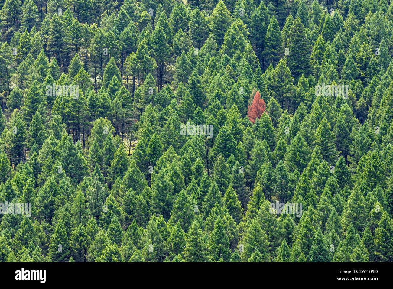 One red tree in the forest due to pine beetle disease Stock Photo