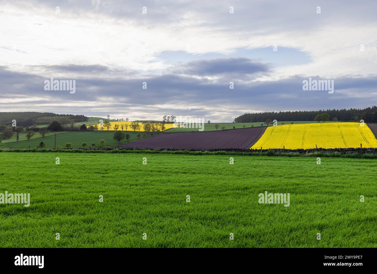 Scottish farmland showcases vibrant yellow rapeseed fields adjacent to