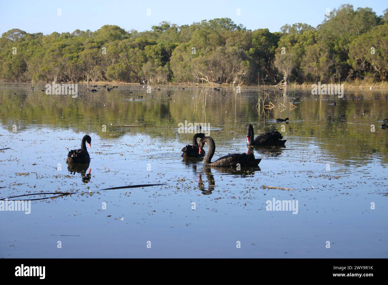 Black swans on a lake with reflections of the trees mirroring on the surface. Stock Photo