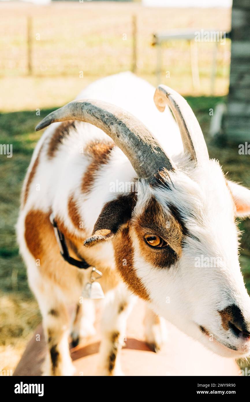 Brown and White Goat on Wooden Platform Stock Photo