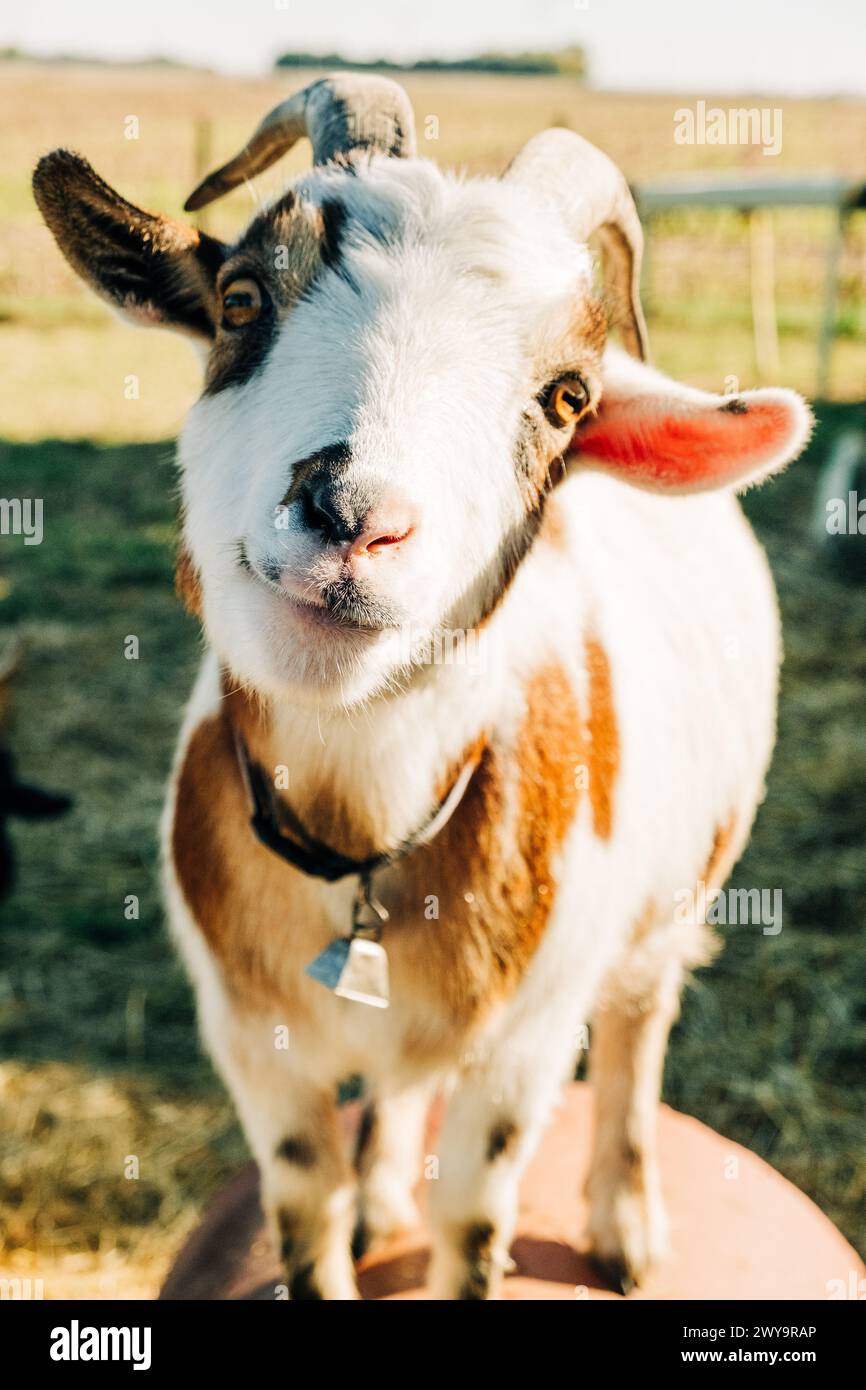 Brown and White Goat Standing on Wooden Table Stock Photo