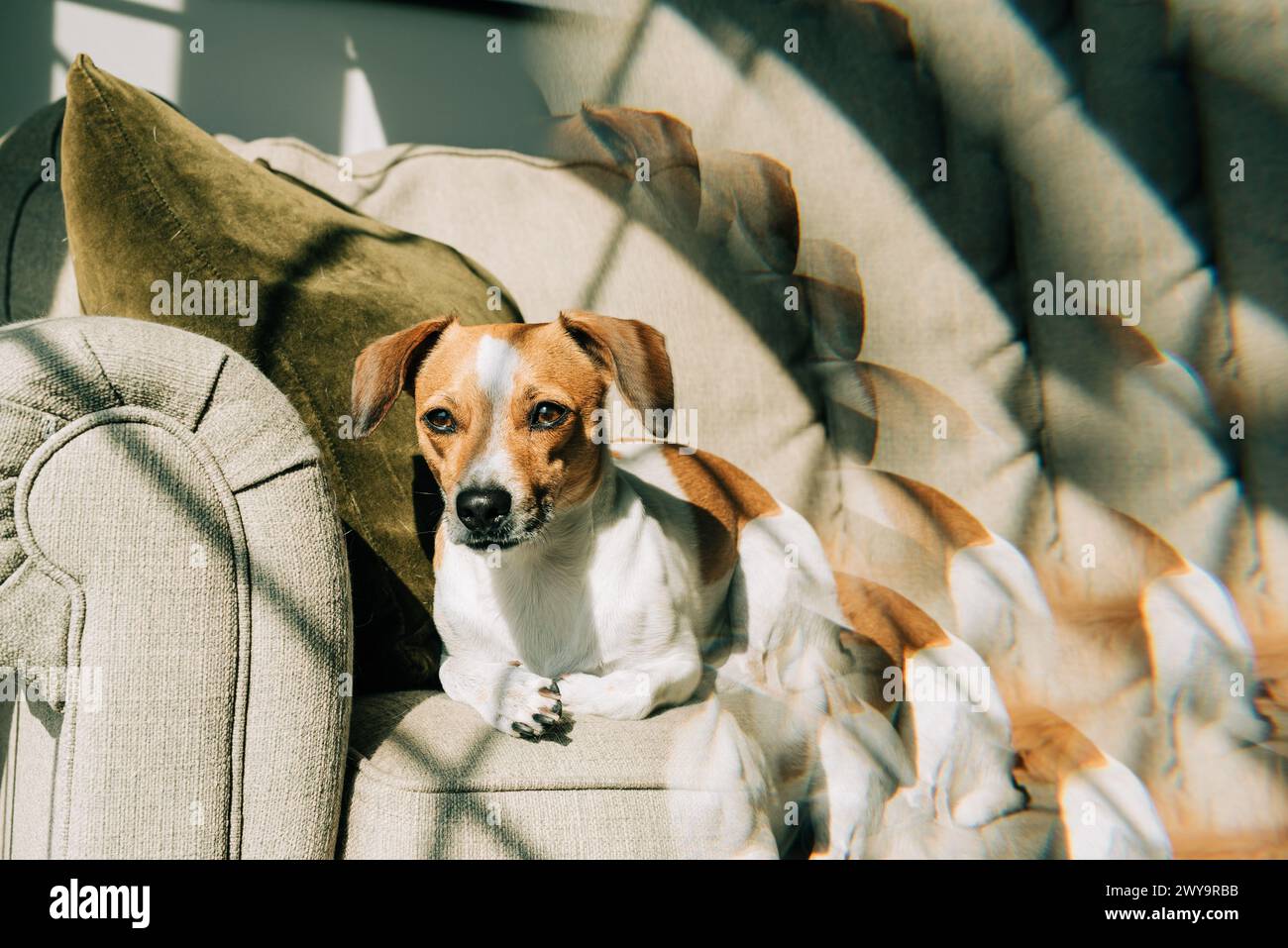 Brown and White Dog Sitting on Couch Stock Photo - Alamy