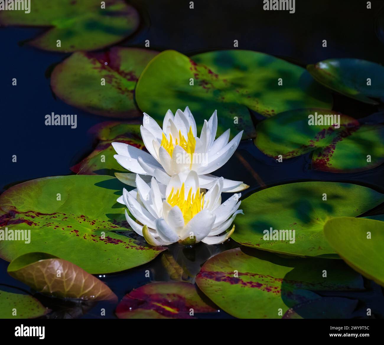 White Water Lillies (Nymphaea alba) on a garden pond Stock Photo