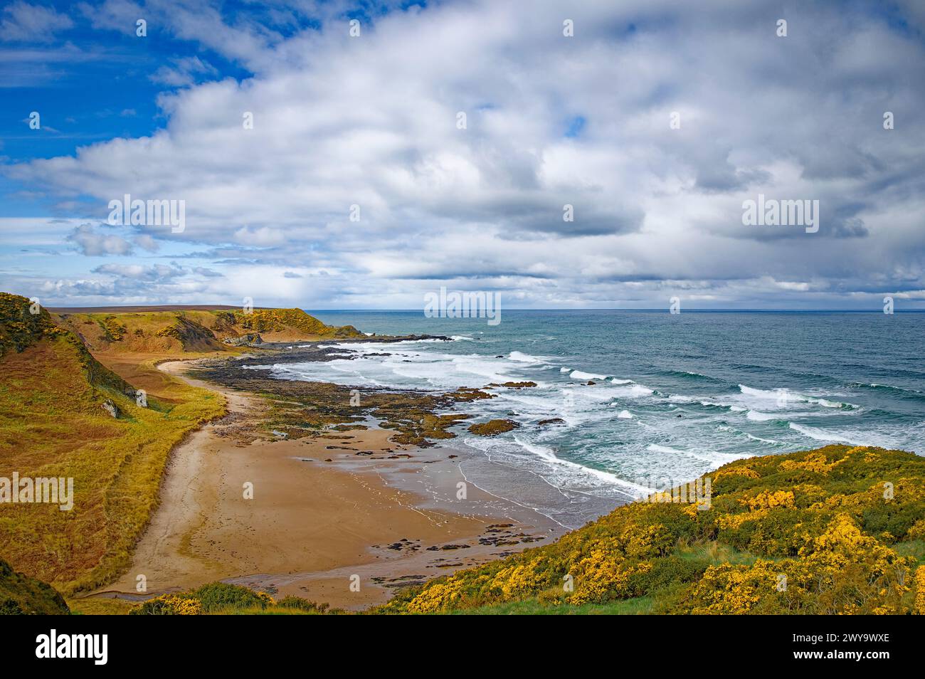 Sunnyside Beach Cullen Aberdeenshire Scotland view of the beach the sea and yellow gorse in Spring Stock Photo