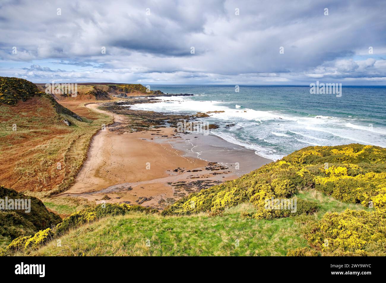 Sunnyside Beach Cullen Aberdeenshire Scotland view of the rock and sand beach the sea and yellow gorse in Spring Stock Photo