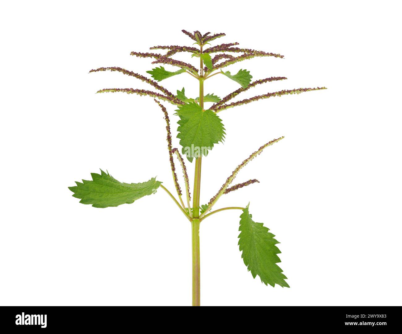 Membranous nettle plant isolated on white background, Urtica membranacea Stock Photo