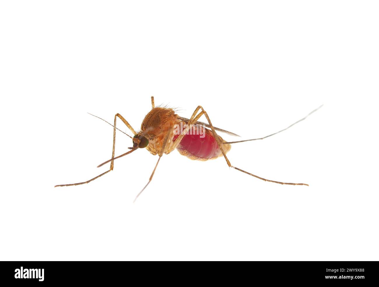 Inland floodwater mosquito full of blood isolated on white background, Aedes vexans Stock Photo