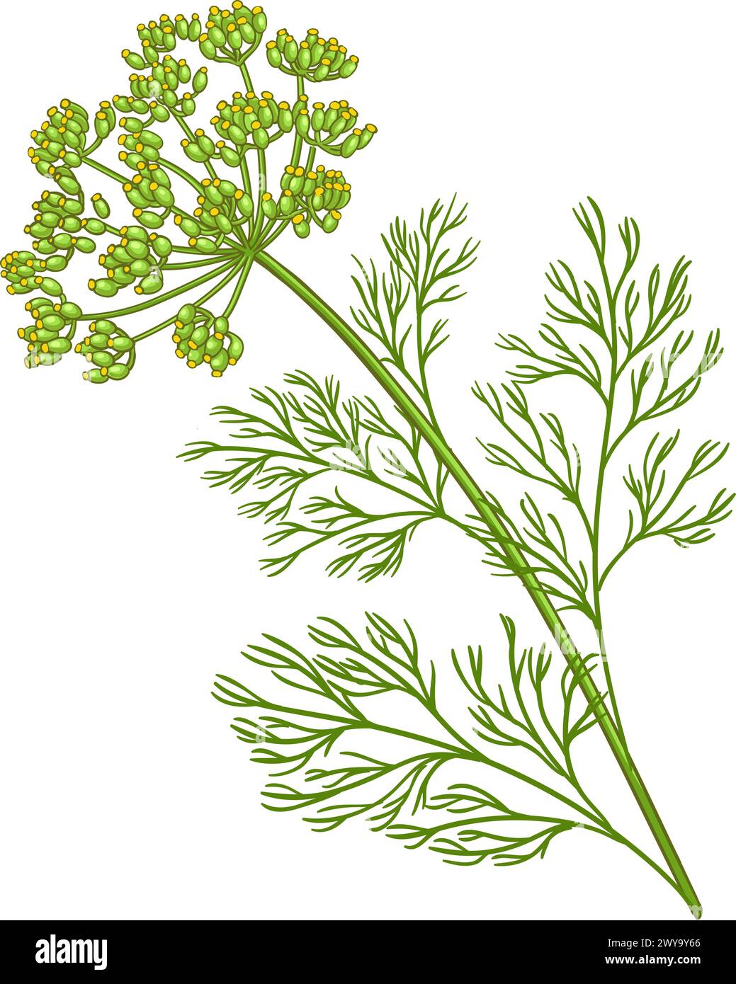 Dill Plant Colored Detailed Illustration Stock Vector Image & Art - Alamy