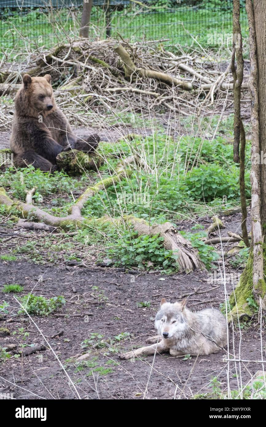 Brown Bear and Wolf enclosure Bristol Wild Place Stock Photo