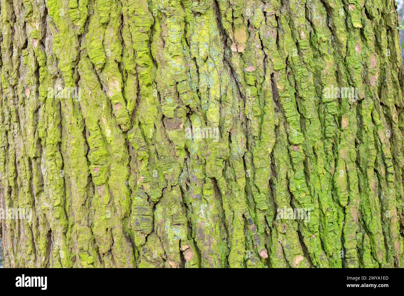Close Up Bark Of A Cedrus Libani Glauca Tree At Amsterdam The Netherlands 4-4-2024 Stock Photo