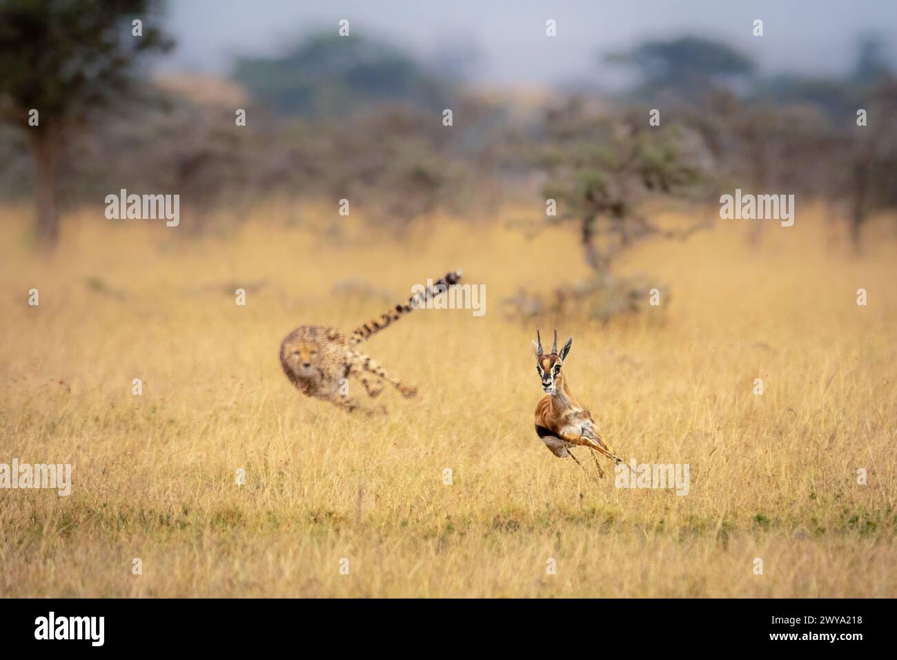 Thomsons red fronted gazelle hi-res stock photography and images - Alamy