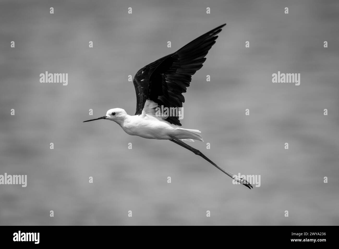 Bird stilt in flight Black and White Stock Photos & Images Alamy