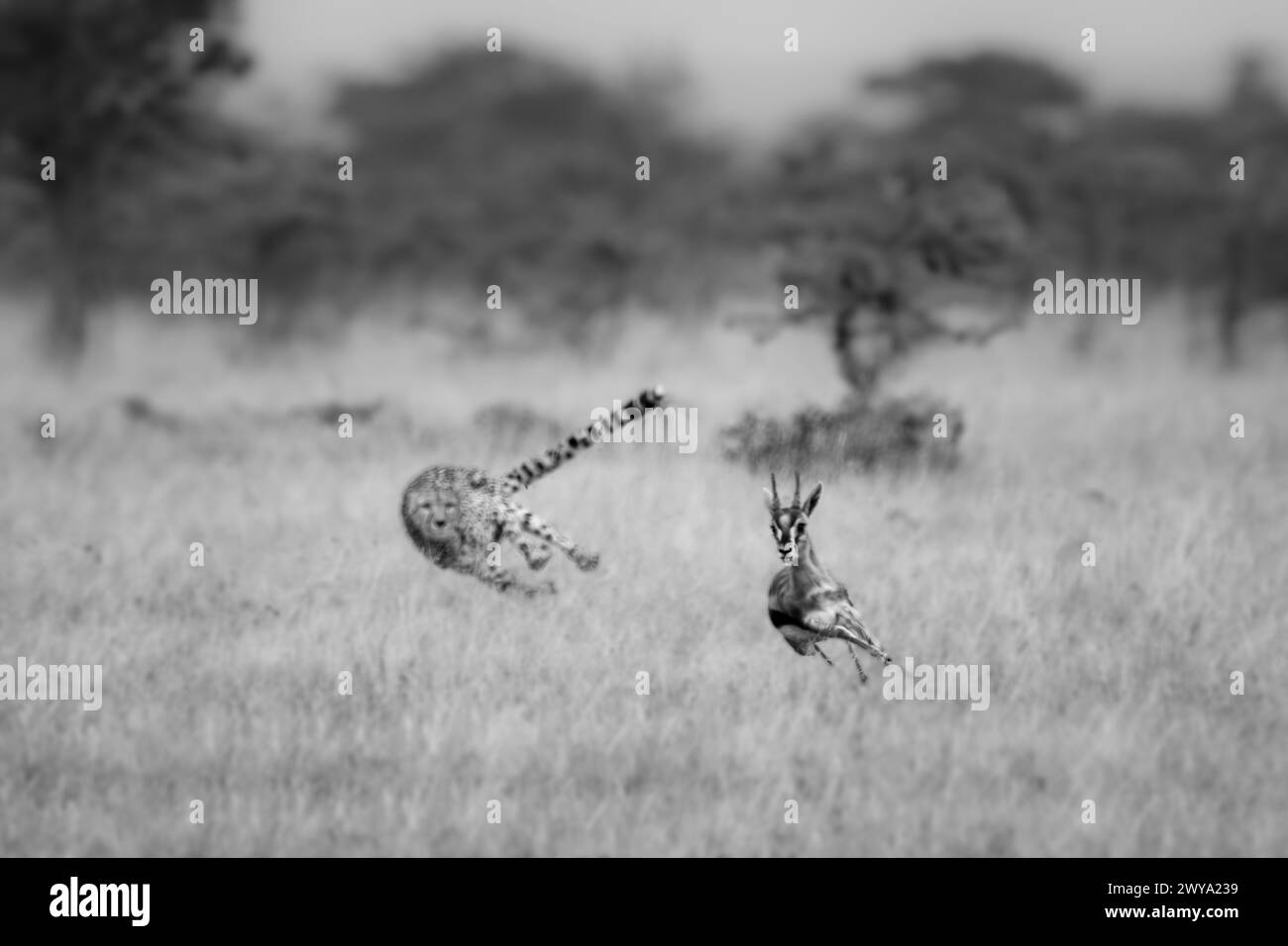 Eudorcas thomsonii tommie Black and White Stock Photos & Images - Alamy