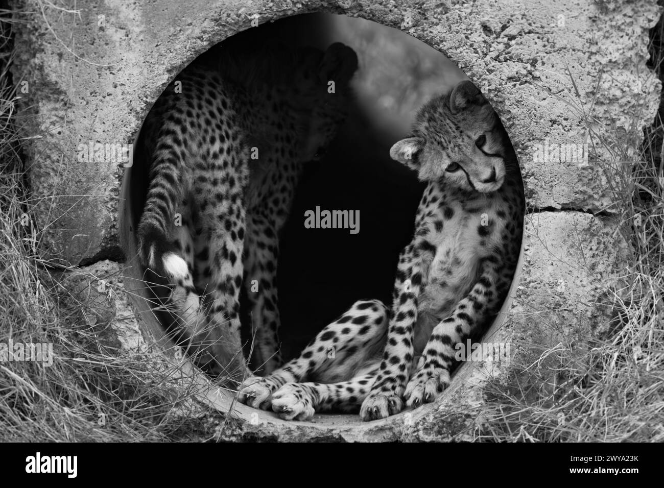 Mono cheetah cub in pipe with another Stock Photo - Alamy