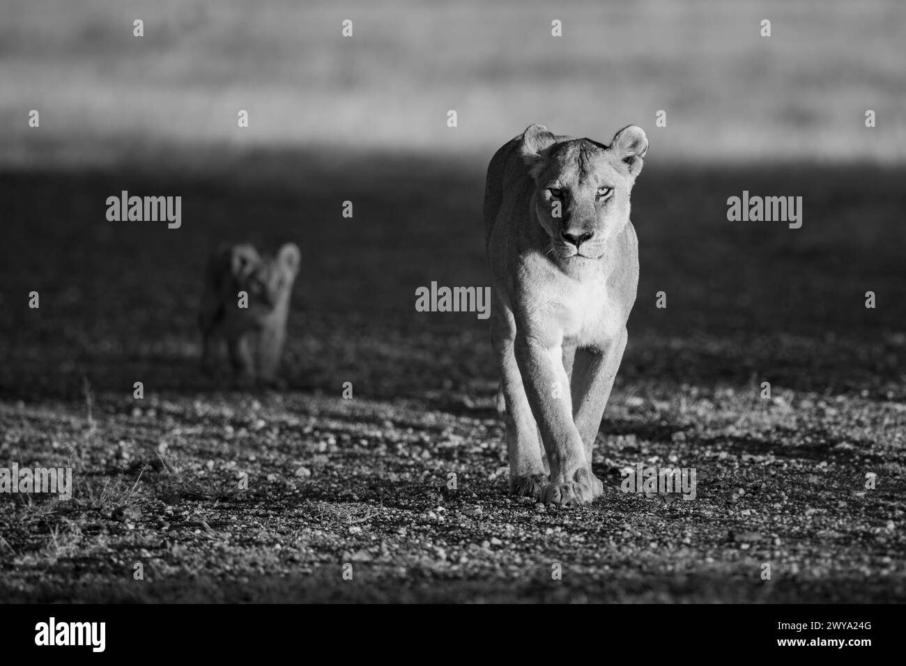 Mono lioness walking with cub along airstrip Stock Photo