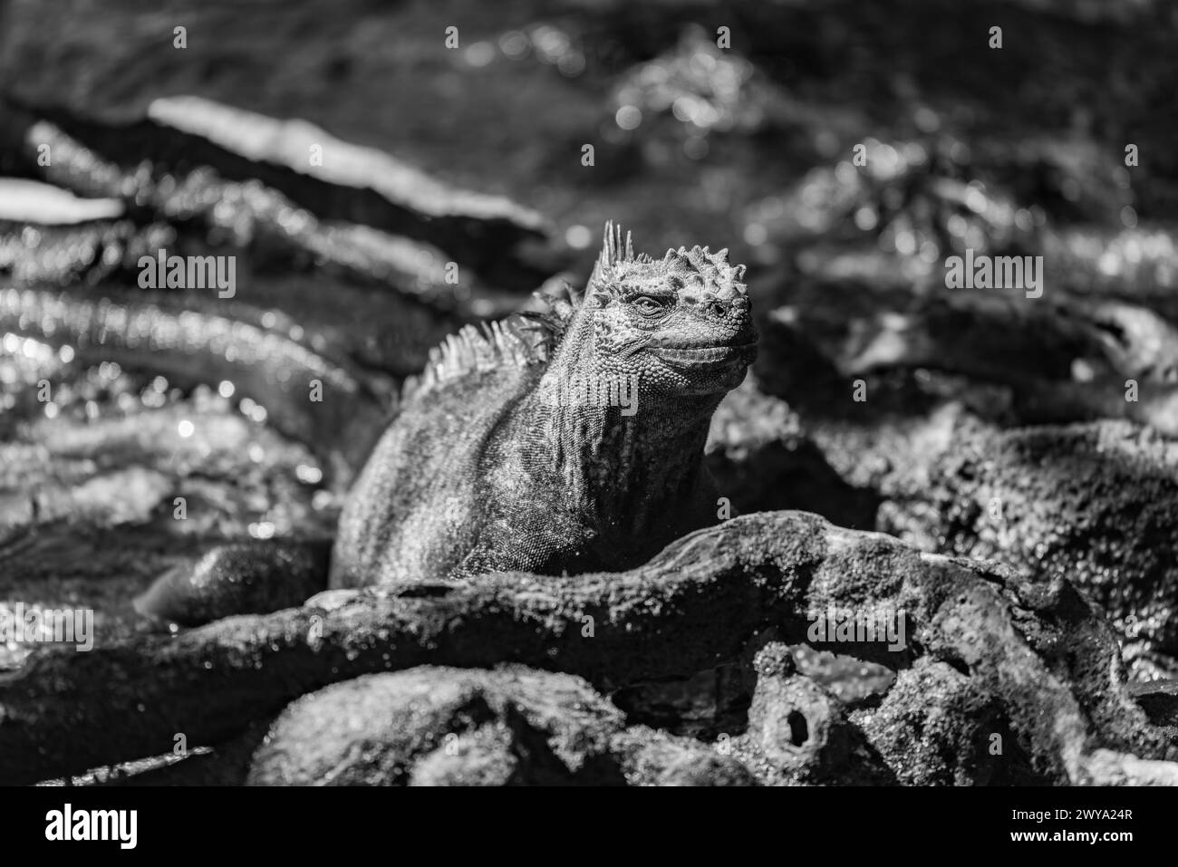 Mono marine iguana among roots facing camera Stock Photo