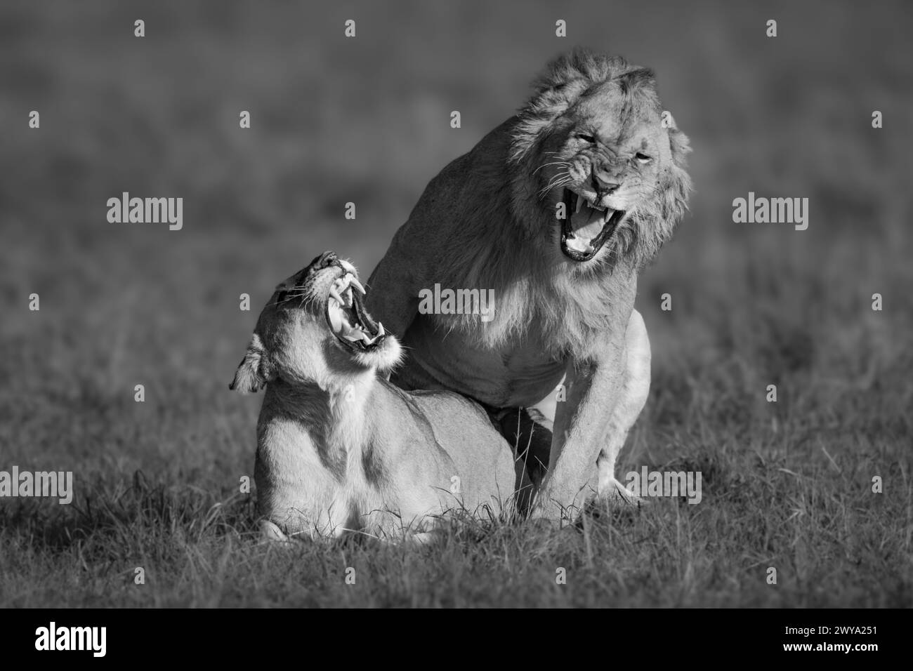 Mono lion and lioness roar during mating Stock Photo