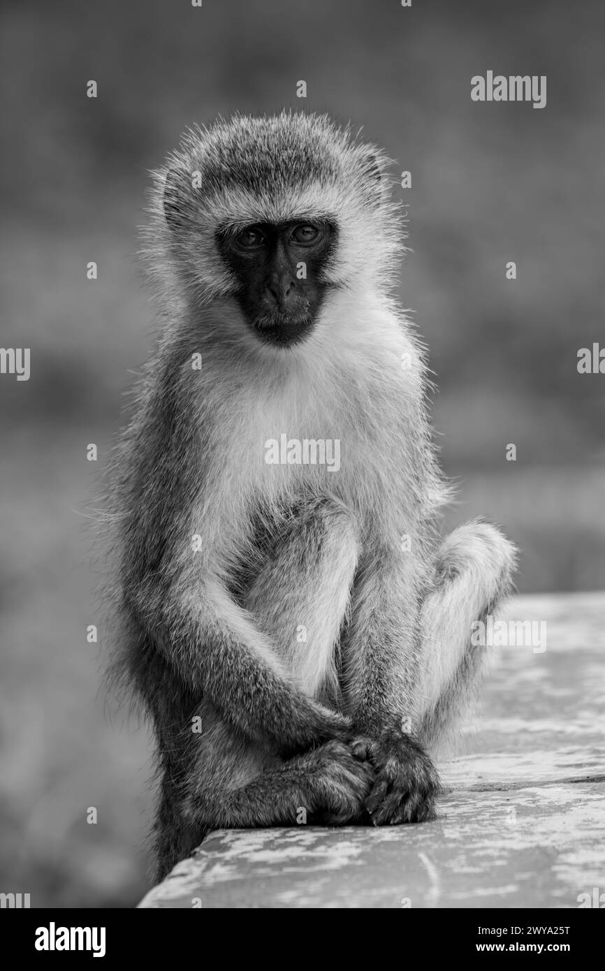 Mono vervet monkey on wall facing camera Stock Photo - Alamy