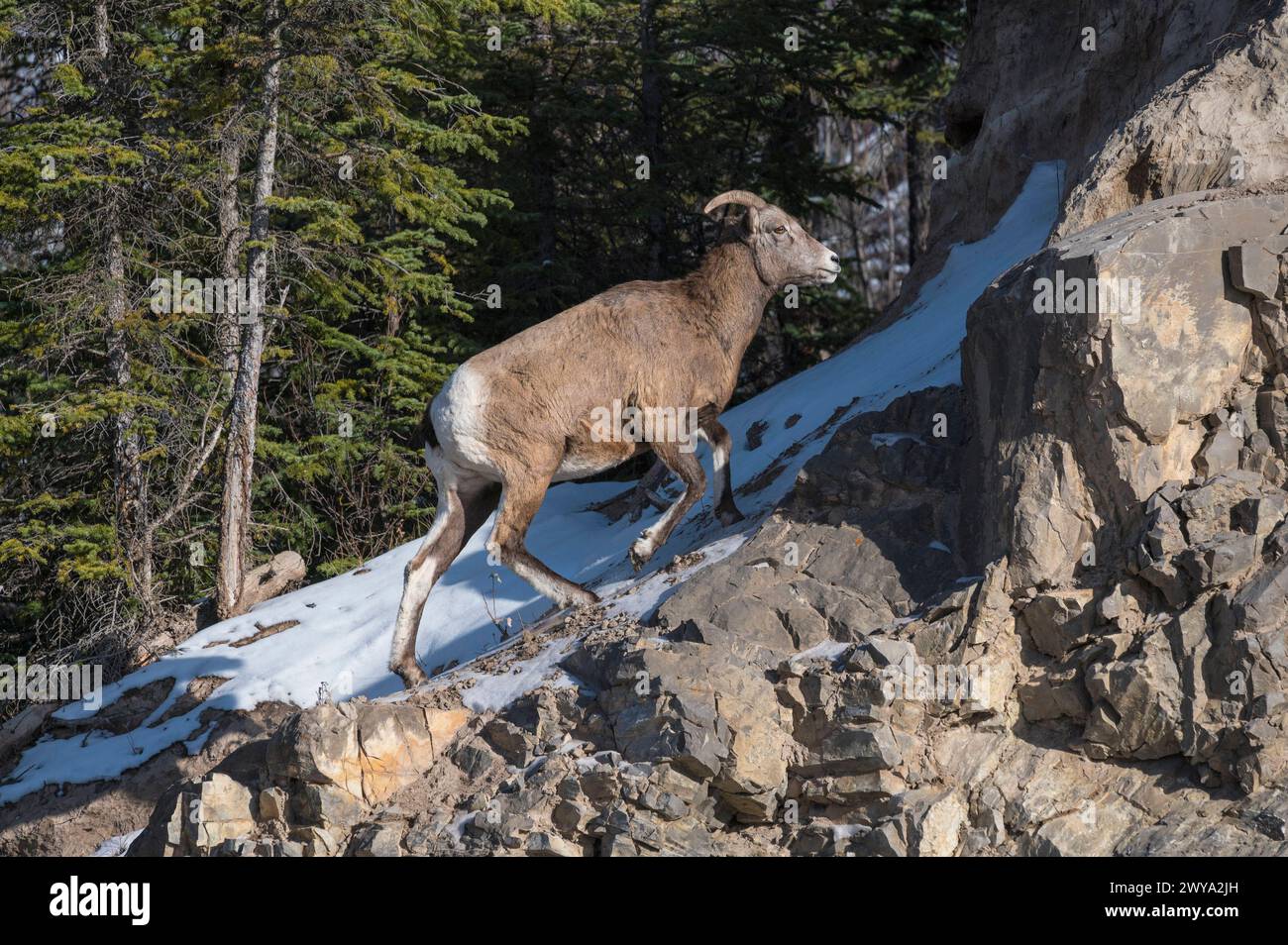 Rocky mountain bighorn sheep female Ovis canadensis on a wintry mountain, Jasper National Park, UNESCO World Heritage Site, Alberta, Canada, North Ame Stock Photo