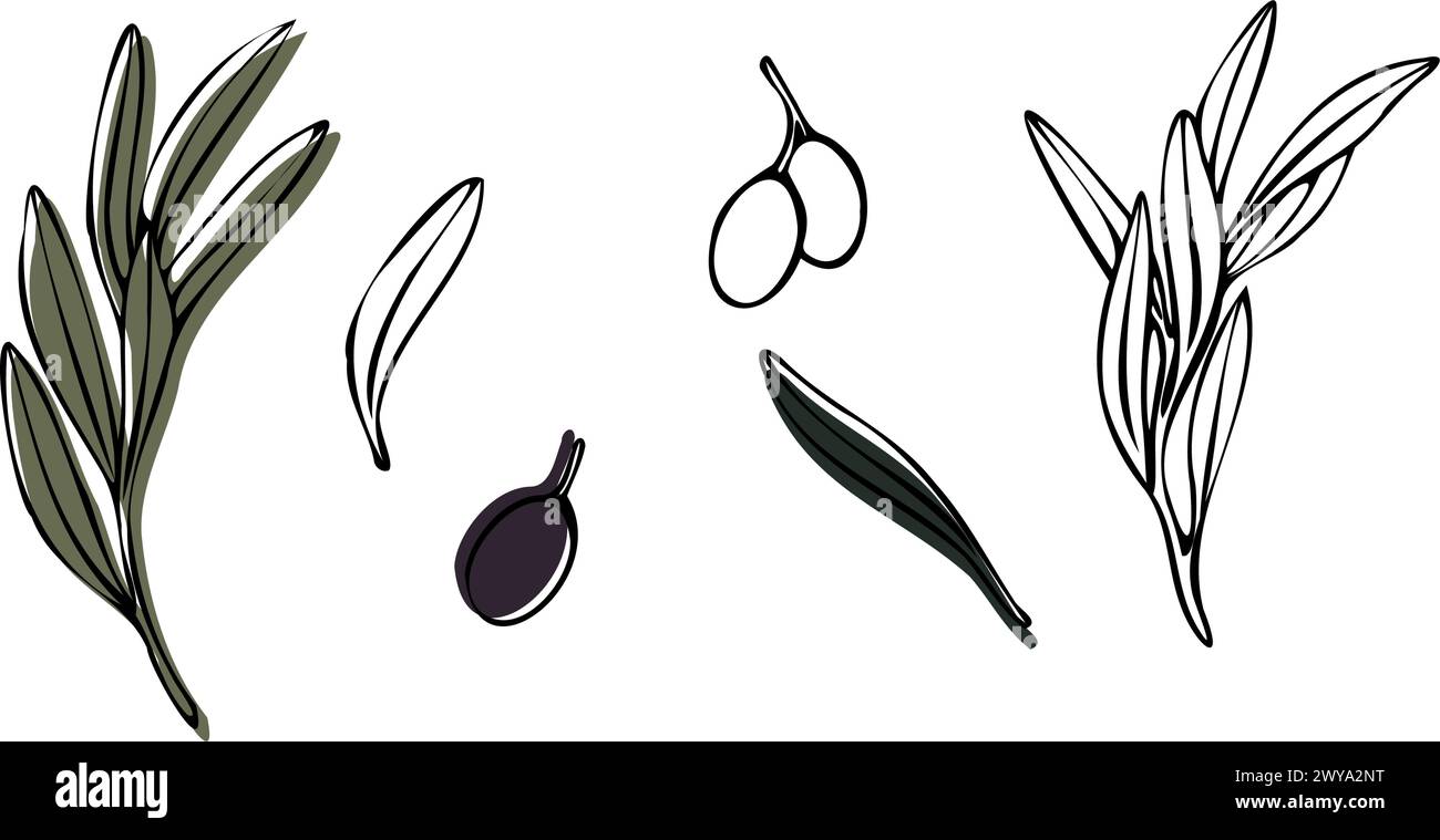 Vector olive tree branch with leaves and olives fruit. Hand painted ...