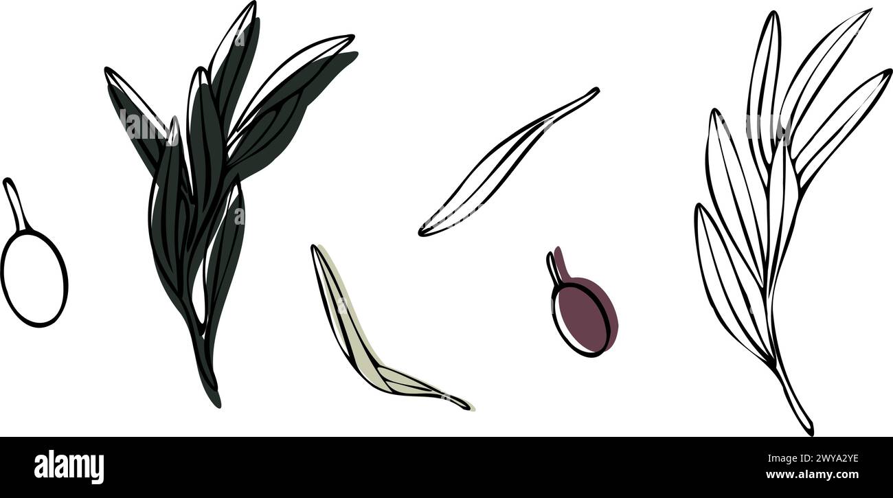 Vector olive tree branch with leaves and olives fruit. Hand painted ...