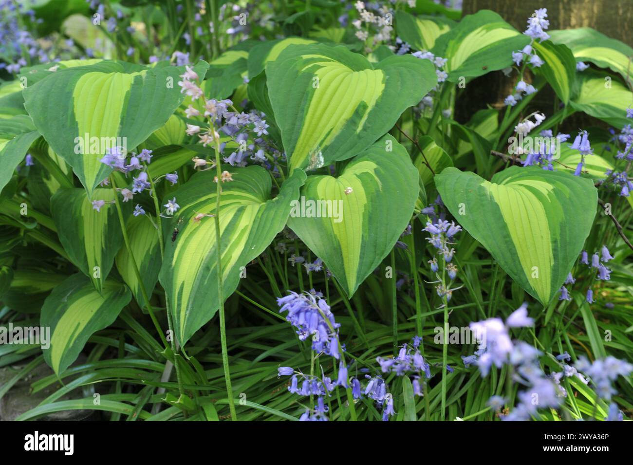 May Hosta Medium-sized variegated Hosta Elizabeth Campbell with yellow center and ...