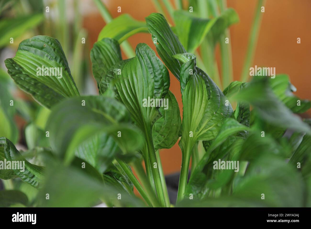 Small-medium-sized variegated hosta Emerald Necklace with dark green shiny twisted leaves grows on an exhibition in July Stock Photo