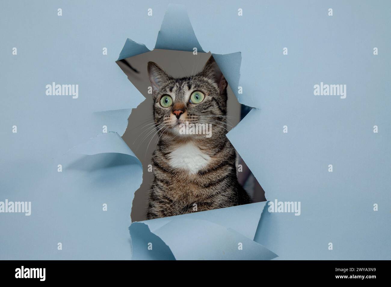 A curious cat peers through a blue hole in paper cutoutd Stock Photo