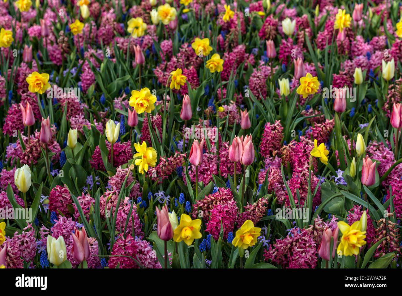 Diverse plants hi-res stock photography and images - Alamy