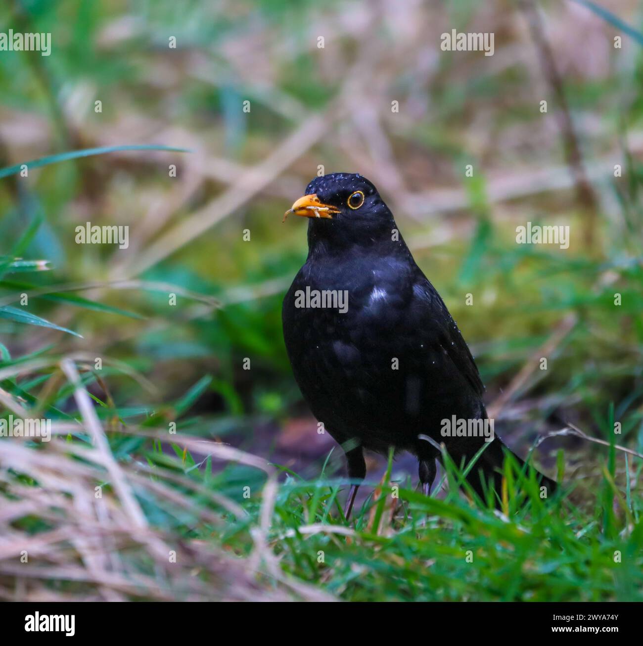 A closeup shot of a blackbird holding worms in its beak for feeding Stock Photo