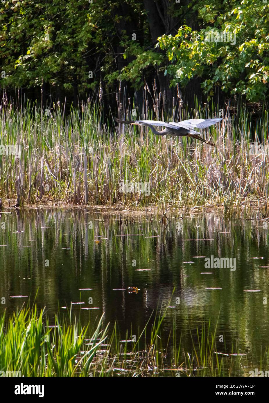 A majestic crane bird soaring above a serene lake, surrounded by lush greenery Stock Photo
