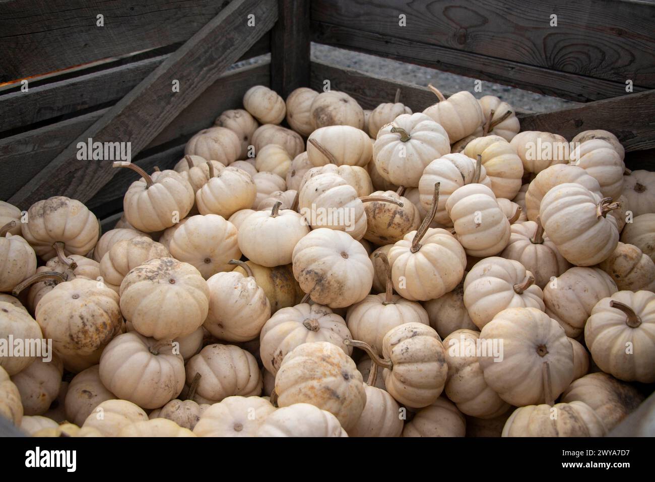 Small white pumpkins in a rustic crate ready for delivery Stock Photo