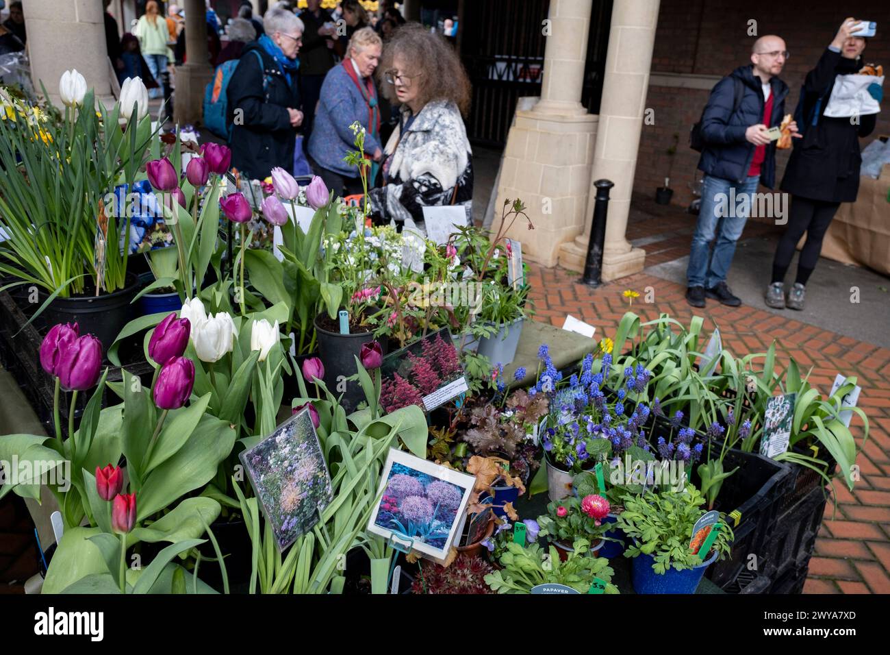 People browsing a plant stall at Stroud Farmers Market on 30th March 2024 in Stroud, United Kingdom. Stroud is a market town and civil parish in Gloucestershire, known particularly for its thriving farmers market which takes place every Saturday, specialising in the best local produce. Stock Photo