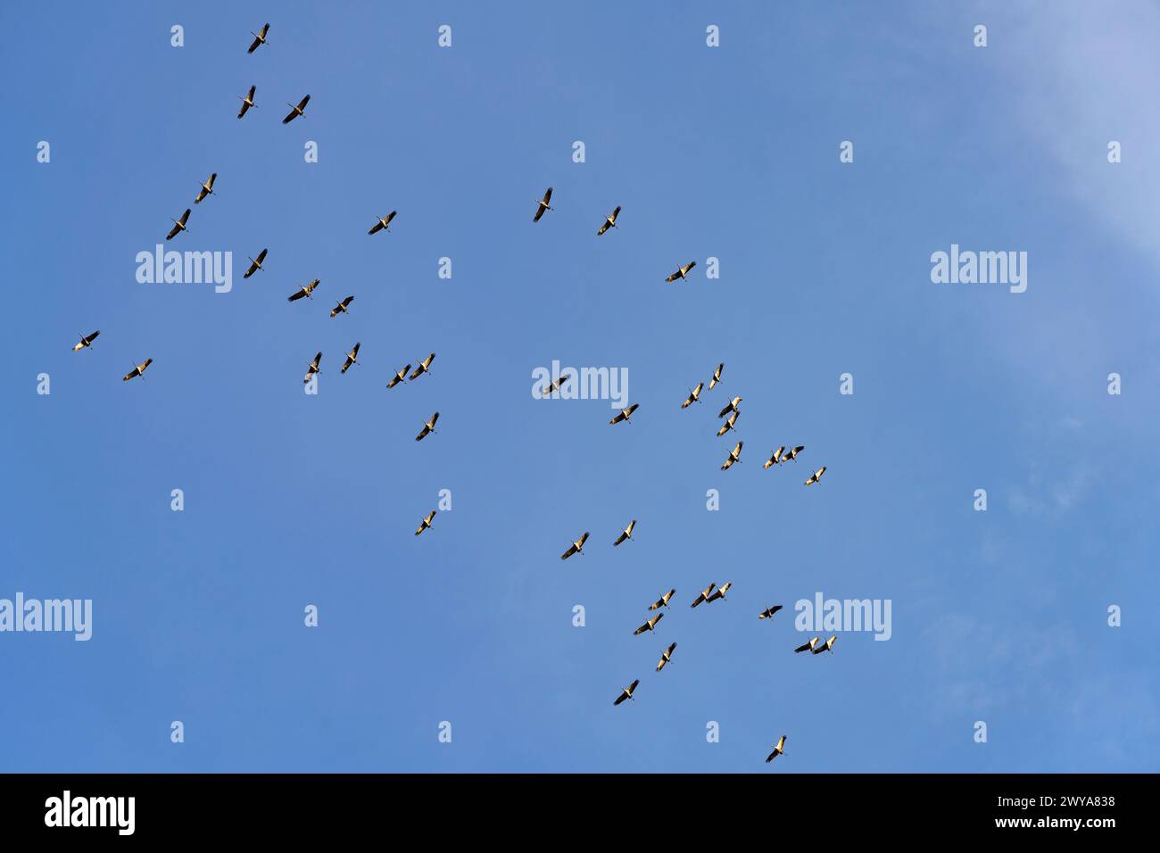 Ein Schwarm Kraniche am blaue Himmel, Ludwigslust, Mecklenburg-Vorpommern, Deutschland  |   A Swarm Of Cranes and blue sky in Ludwigslust, Mecklenburg Stock Photo