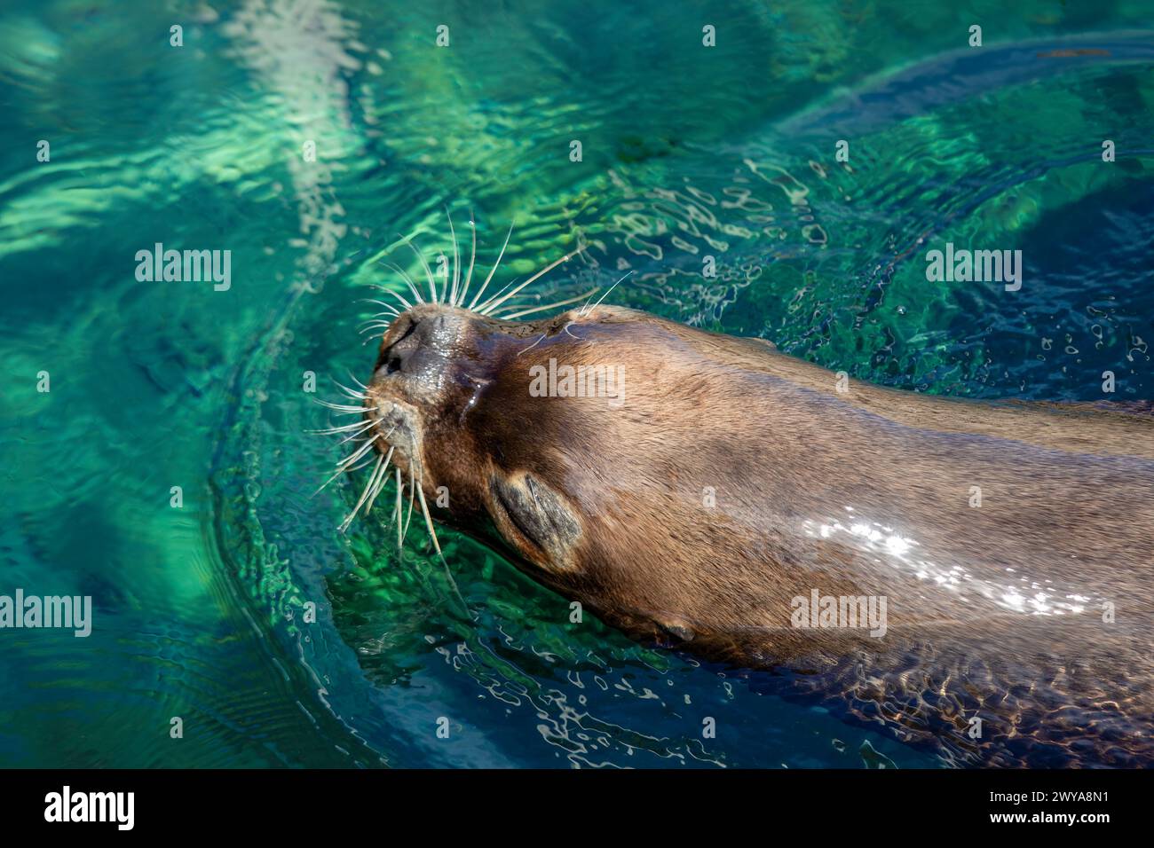 Vibrant Sea Lions: Whiskers Stock Photo