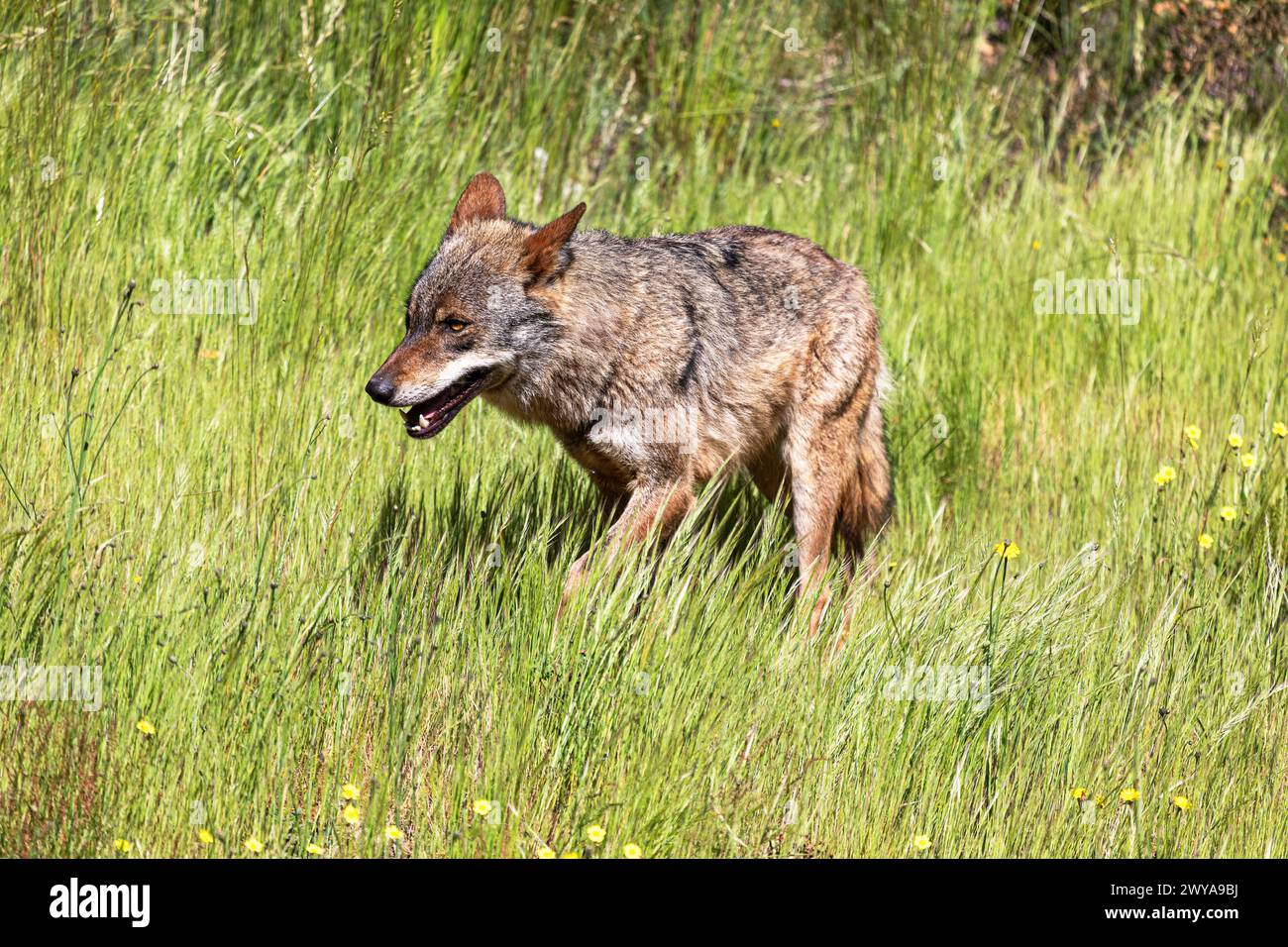 Lobo Ibérico (Canis lupus signatus) Stock Photo