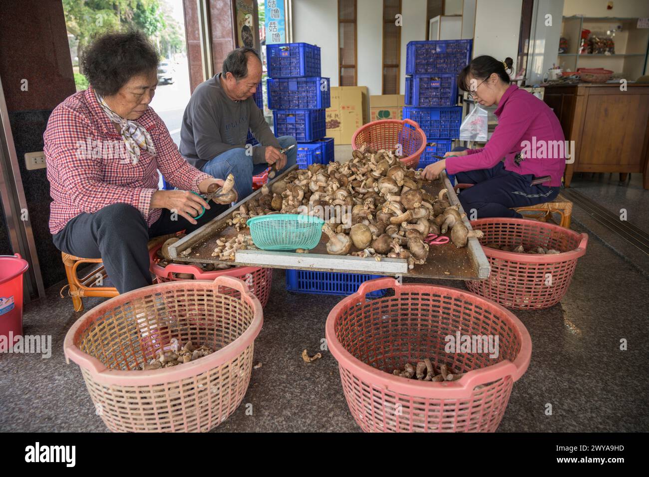 Group of people diligently cutting mushrooms at a wooden table within a local produce market in Guanziling Hot Spring Stock Photo