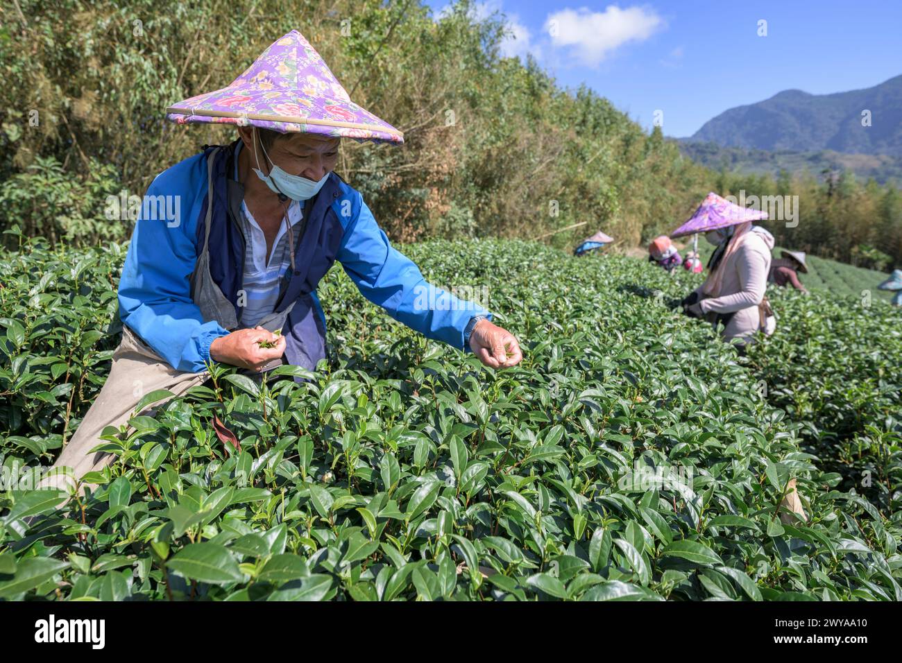 A middle age tea picker in traditional attire harvesting leaves in a sprawling tea plantation Stock Photo